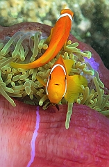 IMG_0457rf_Maldives_Madoogali_House reef_Poisson clown des maldives_Amphiprion nigripes